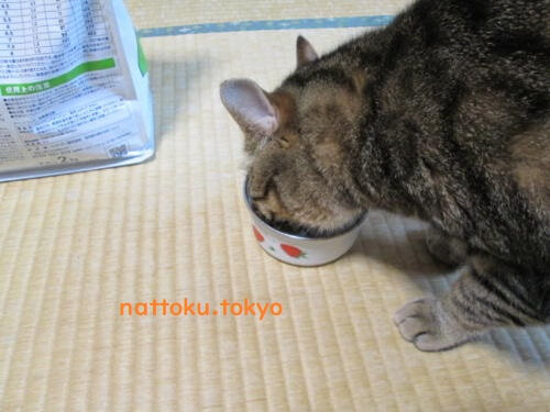 ベッツワンを食べる猫